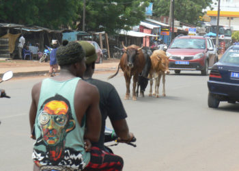 Tamba : Le Député Maire Mame Balla Lô ouvre une fourrière pour les animaux en divagation