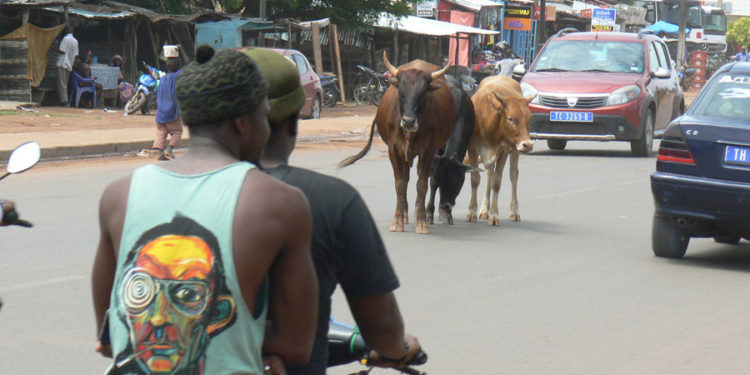 Tamba : Le Député Maire Mame Balla Lô ouvre une fourrière pour les animaux en divagation