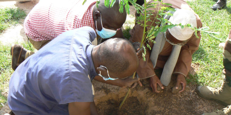 Reboisement à Tamba : « Pont 3, un quartier vert », l’opération est lancée