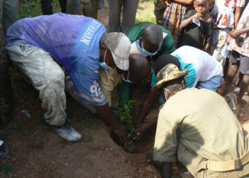 Tambacounda : Les jeunes de Plateau reboisent les axes routiers de leur quartier
