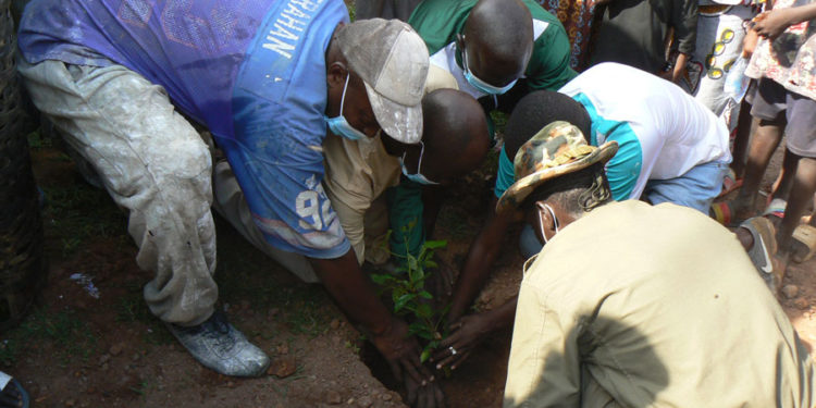 Tambacounda : Les jeunes de Plateau reboisent les axes routiers de leur quartier
