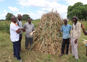Tamba : Des jeunes misent sur l’agriculture pour lutter contre le chômage et l’émigration clandestine