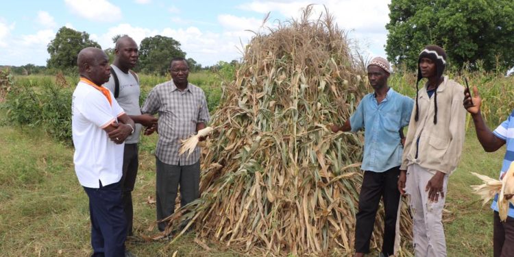 Tamba : Des jeunes misent sur l’agriculture pour lutter contre le chômage et l’émigration clandestine
