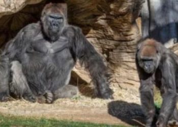 Deux gorilles d’un zoo américain testés positifs au coronavirus