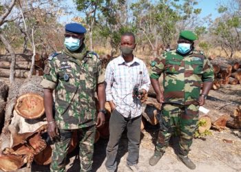 Tambacounda : 350 troncs d’arbres saisis dans la forêt de Dianké Makha
