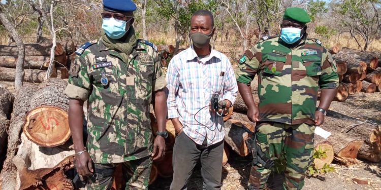 Tambacounda : 350 troncs d’arbres saisis dans la forêt de Dianké Makha