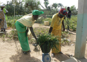 Tamba: Des périmètres maraichers de « Am Bé Koun-Solidarité » produisent plus de 50 tonnes pour plus de 15 millions de francs Cfa