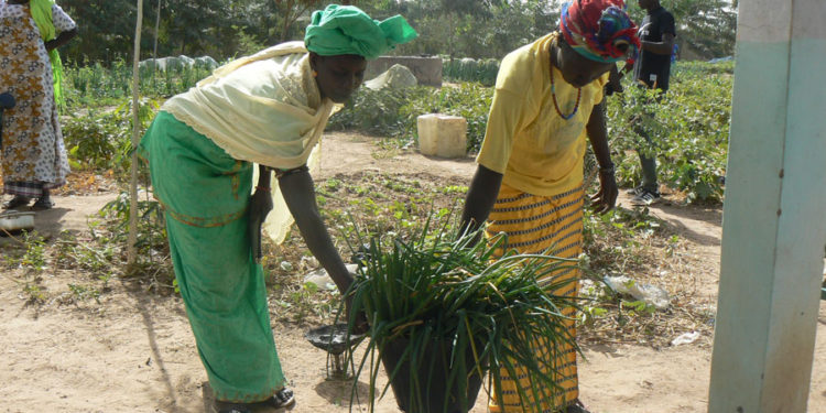 Tamba: Des périmètres maraichers de « Am Bé Koun-Solidarité » produisent plus de 50 tonnes pour plus de 15 millions de francs Cfa