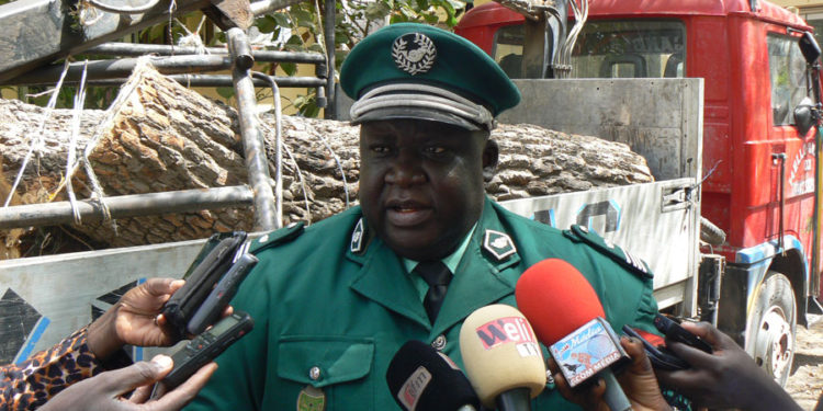 Tambacounda : Lutte contre le trafic illicite de bois, les agents des eaux et forêts mettent la main sur une cinquantaine de troncs.