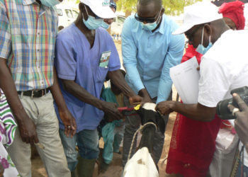 Tamba : Le DIRFEL sensibilise sur l’assurance, la vaccination du cheptel/Vaccination contre Covid-19