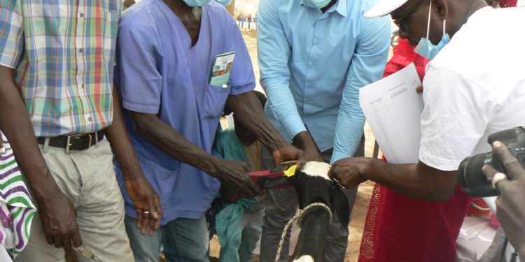 Tamba : Le DIRFEL sensibilise sur l’assurance, la vaccination du cheptel/Vaccination contre Covid-19
