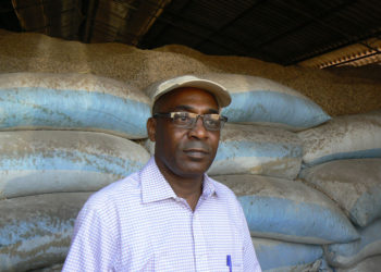 Tamba: Campagne agricole 2021/2022, disponibilité des stocks de semences d’arachide, le DRDR en visite de terrain