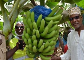 Le Projet d&rsquo;autosuffisance en banane du Sénégal/Sur 1000 ha à Pakour/ un exemple de collaboration parfaite entre le promoteur de Yellitaare présidé par Mamadou Sall et la communauté riveraine à la bananeraie