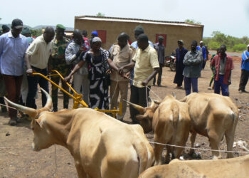 Sécurité alimentaire à Kédougou : Caritas distribue des animaux de trait et du matériel agricole à 100 familles de Salémata