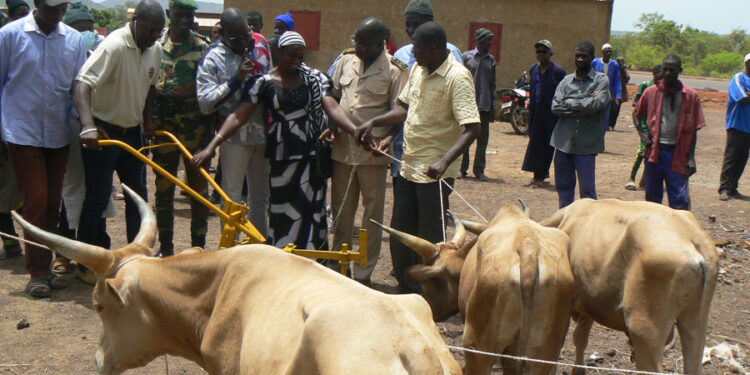 Sécurité alimentaire à Kédougou : Caritas distribue des animaux de trait et du matériel agricole à 100 familles de Salémata