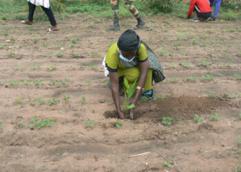 Tamba : Am Bé Koun Solidarité ouvre sa campagne de reboisement avec 500 plants