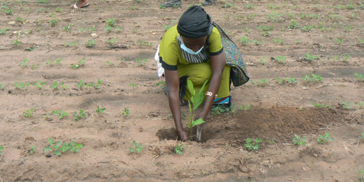Tamba : Am Bé Koun Solidarité ouvre sa campagne de reboisement avec 500 plants