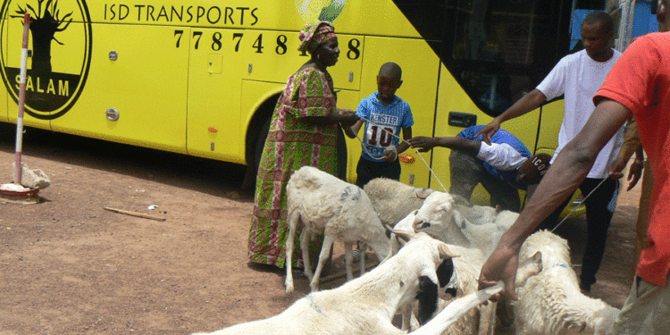 Tabaski 2021 à Tamba : « Salam Transport » distribue des moutons à des chefs de familles
