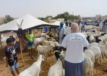 Opération « Kawthar »/Tabaski 2021 : L’association « Amana Projects » distribue des moutons au Sénégal et en Mauritanie