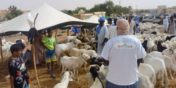 Opération « Kawthar »/Tabaski 2021 : L’association « Amana Projects » distribue des moutons au Sénégal et en Mauritanie