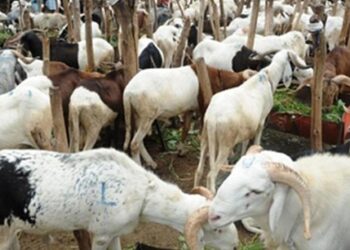 Tabaski 2021/Dakar-Tamba: Dons de moutons venus de la France/ Des mécènes réitèrent leur soutien aux  fidèles musulmans