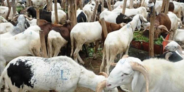 Tabaski 2021/Dakar-Tamba: Dons de moutons venus de la France/ Des mécènes réitèrent leur soutien aux  fidèles musulmans