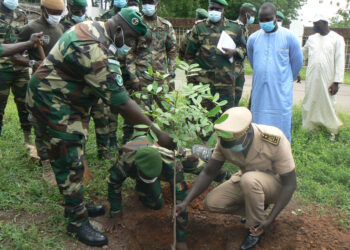 Journée de l’arbre à Tamba : La région se lance dans le reboisement de 2 millions de plants