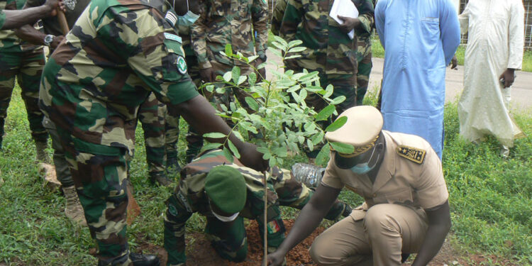 Journée de l’arbre à Tamba : La région se lance dans le reboisement de 2 millions de plants