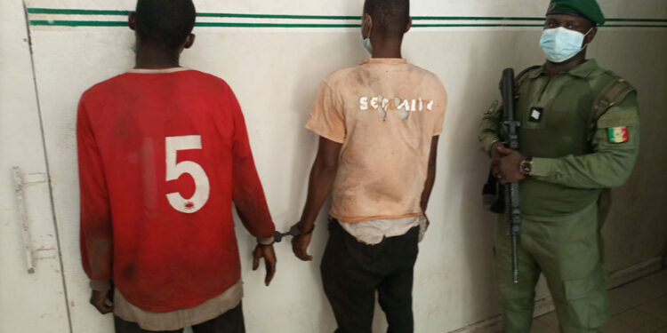 Tambacounda : Coupe illicite de bois/Saisie de Troncs, tronçonneuses, tricycles, etc. /2 individus appréhendés