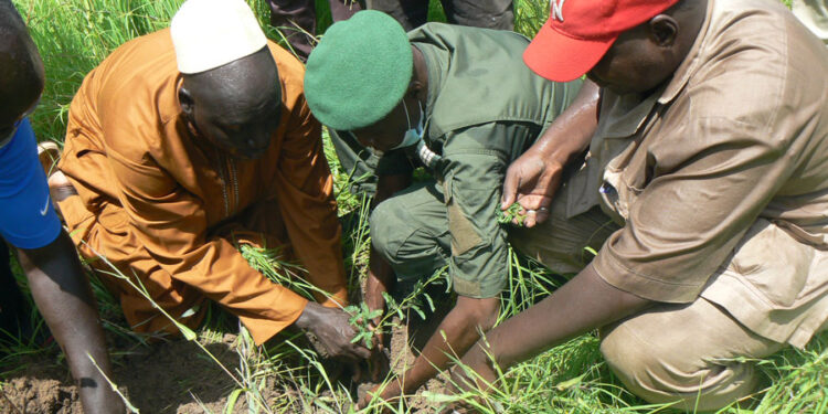 Reboisement 2021 à Tamba: Les artisans de la Chambre des Métiers pour la préservation de la matière première