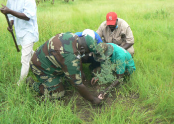 Tamba : Forêt classée de Botou/L’IREF et le CDEPS reboisent 20 hectares