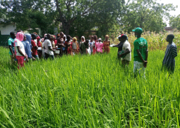 Tambacounda : Le projet « Dundal Suuf »/Pour une utilisation rationnelle de l’engrais et une augmentation de la production