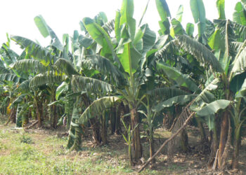 Tambacounda : Journée de la Banane/des acteurs de la filière sollicitent un meilleur accès au marché