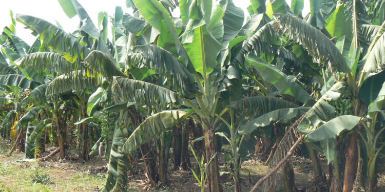 Tambacounda : Journée de la Banane/des acteurs de la filière sollicitent un meilleur accès au marché