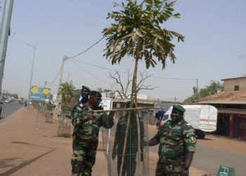 Tamba: Programme de reboisement d’axes routiers/Commandant Mamadou Gaye (IREF) félicité par le Directeur Baïdy Bâ des eaux et forêts