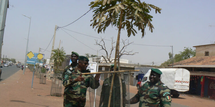 Tamba: Programme de reboisement d’axes routiers/Commandant Mamadou Gaye (IREF) félicité par le Directeur Baïdy Bâ des eaux et forêts
