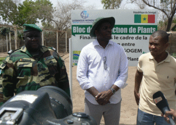 Tamba : Production de pépinière/Engagement dans la surveillance forestière/Commandant Gaye (IREF) félicité par la mission SOGEM-BM