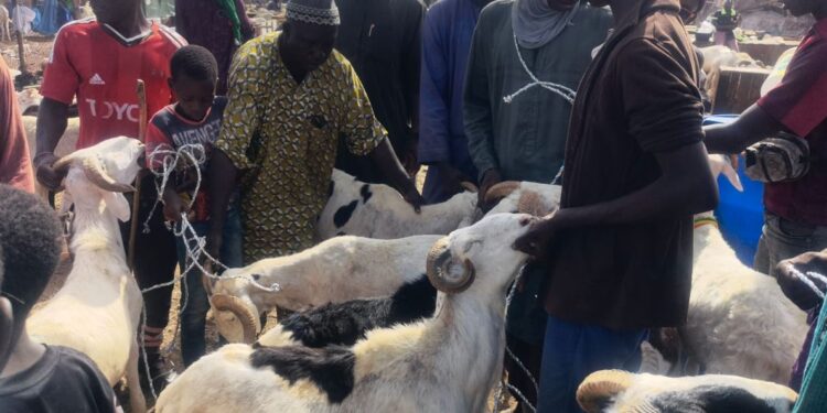 Tabaski 2022: « Salam Transport » soutenue par les familles Harbili, Hassici et Kherroua, distribue des moutons aux nécessiteux