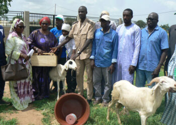 Tamba : Le PADAER II distribue des moutons à des OP de Bakél et Goudiry/Plus de 60 millions débloqués pour l’amélioration de la production locale