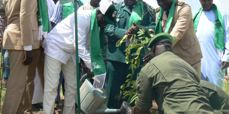 Tamba/Journée de l’arbre : l’IREF produit plus de 2 millions de plants pour la reforestation
