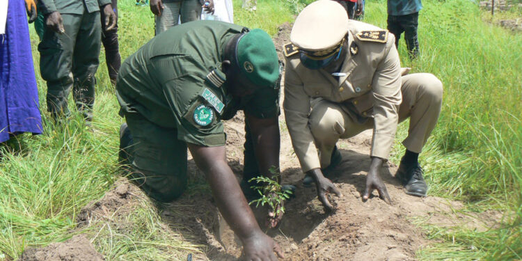 Tamba : Journée de reboisement/L’UNCEFS remet 50.000 plants aux eaux et forêts