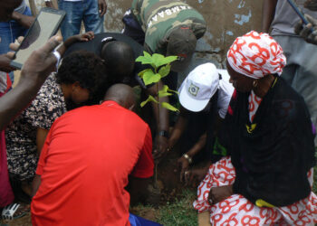 Tamba/reboisement : Le mouvement des Tambacoundois de l’Europe (MTE) s’investit/Plusieurs arbres plantés au quartier Salikéné