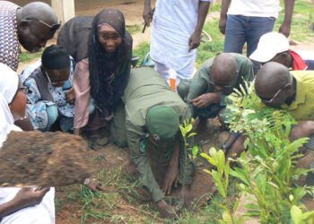 Tamba : L’Association ROSI-Sénégal lance sa campagne de reboisement à travers des écoles