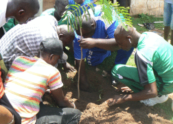 Tamba/Reboisement : La jeunesse de Gounasse s’engage pour un quartier vert