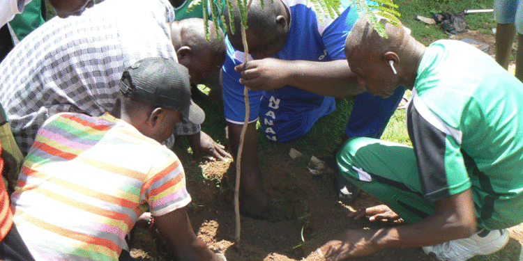 Tamba/Reboisement : La jeunesse de Gounasse s’engage pour un quartier vert