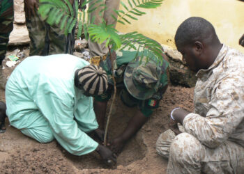 Tamba : Le Service des eaux et forêts et la Fédération des Daïra Mourides, en synergie pour une journée de reboisement