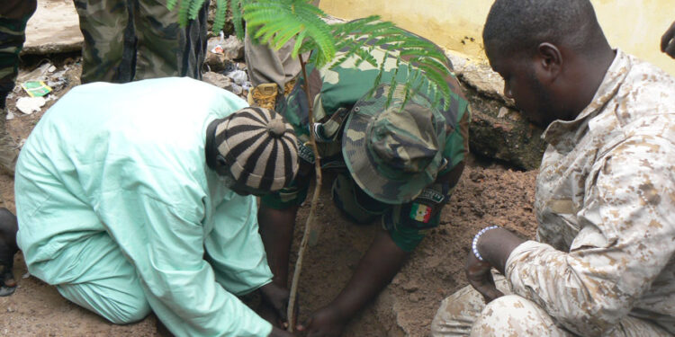 Tamba : Le Service des eaux et forêts et la Fédération des Daïra Mourides, en synergie pour une journée de reboisement