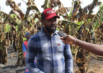 Tamba/ Incendie Bananeraies de Wassadou: Plus de 2,5 hectares brulés/20 millions de francs réduits en cendre