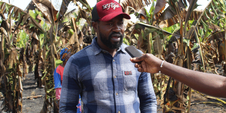 Tamba/ Incendie Bananeraies de Wassadou: Plus de 2,5 hectares brulés/20 millions de francs réduits en cendre