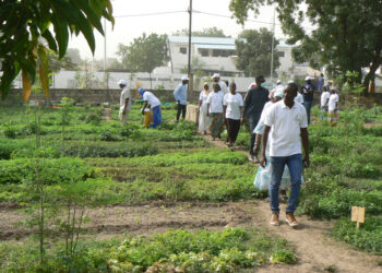 Tamba : Mission GIZ- Séye agrobusiness/Directeur de l’insertion du MFPAI au périmètre biodynamique du CCF